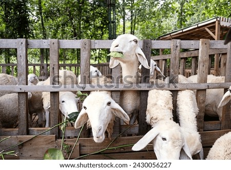 Sheep looking through a fence in sheepfold. Royalty-Free Stock Photo #2430056227