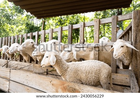Sheep looking through a fence in sheepfold. Royalty-Free Stock Photo #2430056229