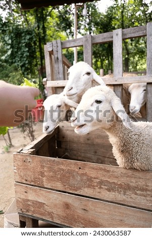 Woman feeding sheep in sheepfold. Royalty-Free Stock Photo #2430063587