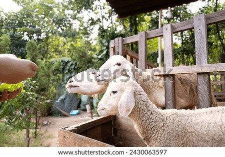 Woman feeding sheep in sheepfold. Royalty-Free Stock Photo #2430063597