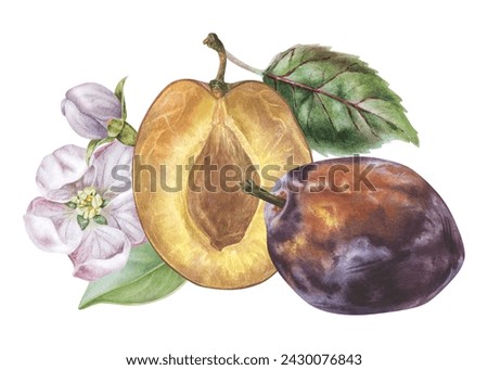 Plum Watercolor illustration. Hand drawn clip art of purple Prune on isolated background. Painting of Fruit with Flowers and leaves. Drawing of sweet food. Spring print for the kitchen