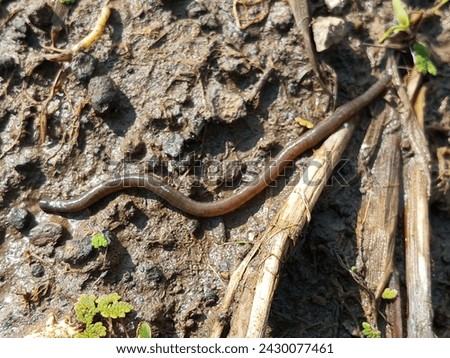 Earthworms (Lumbricina) can be used as a medicine for typhoid because earthworms contain lysosomal enzymes (lysozyme) which function against micro pathogen attacks and produce anti-bacterial. Royalty-Free Stock Photo #2430077461