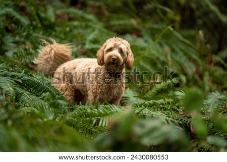 young Doodle puppy plays in the forest