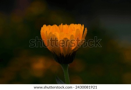 A very well-captured photograph of Calendula flower, the image was taken in New Delhi, India.  