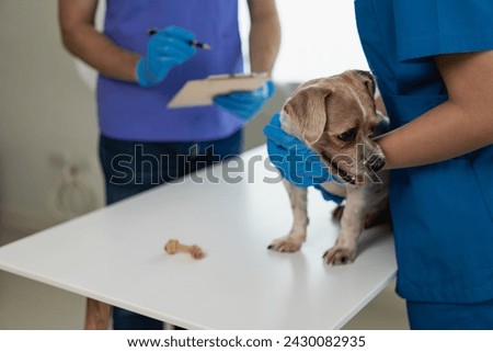 Veterinary clinic, health care concept for a puppy, modern veterinary clinic, veterinarian doctor examining the health of a young dog during consultation in the office