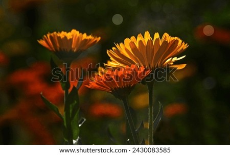 A very well-captured photograph of Calendula flower, the image was taken in New Delhi, India.  