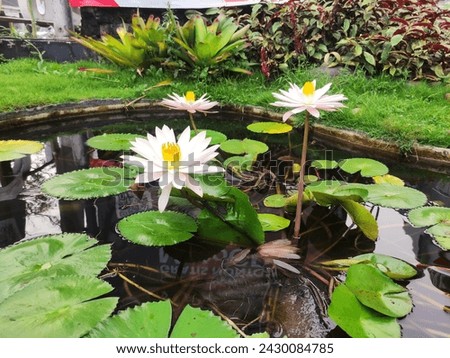 In the tranquil waters of a small pond, the delicate petals of the lotus flower unfurl gracefully, revealing their ethereal beauty as they bloom under the gentle kiss of the sun.