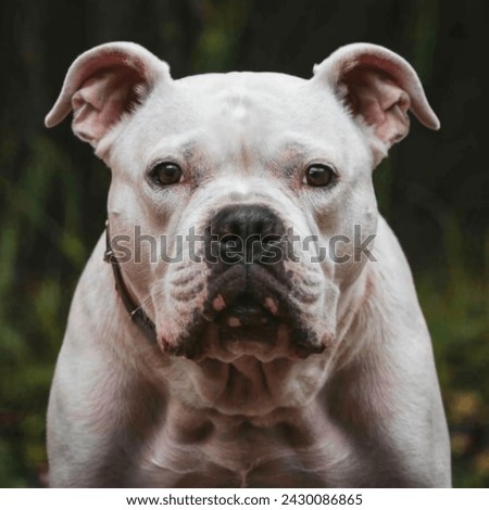 A picture of a aggressive Pitbull dog