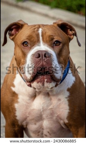 A picture of a aggressive Pitbull dog