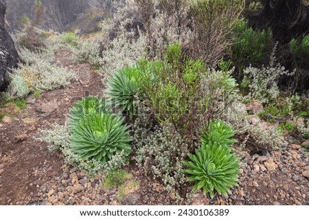 Lobelia Deckeni: A Green Gem Amidst Kilimanjaro’s Majestic Moorland Royalty-Free Stock Photo #2430106389