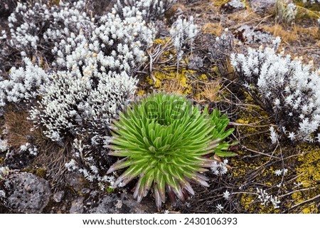 Lobelia Deckeni: A Green Gem Amidst Kilimanjaro’s Majestic Moorland Royalty-Free Stock Photo #2430106393