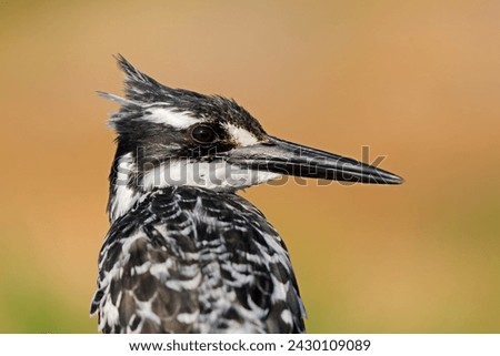 Portrait of a pied kingfisher (Ceryle rudis), Kruger National Park, South Africa
 Royalty-Free Stock Photo #2430109089
