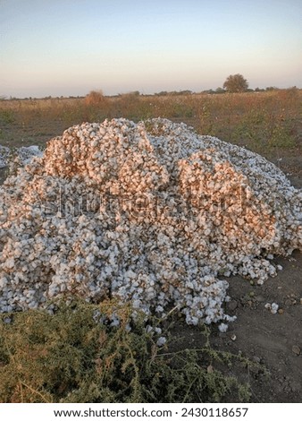 This is a heap of Indian native cotton and the harvesting is done from this cotton