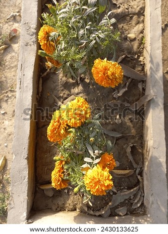 Rita Mondal Flower Yellow Orange Picture