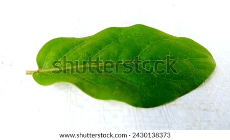 One green mistletoe (Dendropthoe curvata) leaf is on a white base