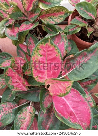 Pink green aglonema leave decorative plants picture from above