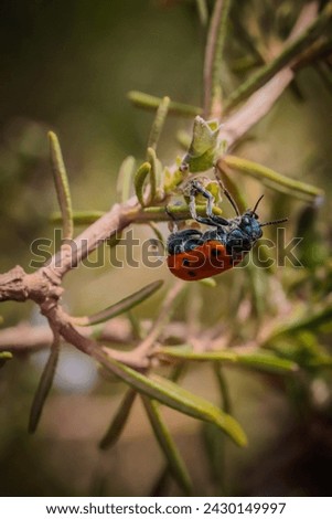 black ladybug, mariquita negra sobre rama