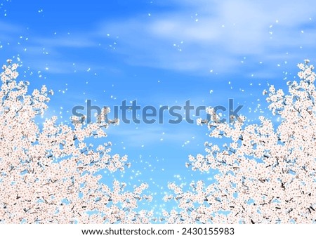 cherry blossoms cherry blossom snowstorm blue sky background Royalty-Free Stock Photo #2430155983