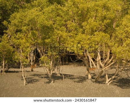 Sundarban mangrove forest. West Bengal, India
