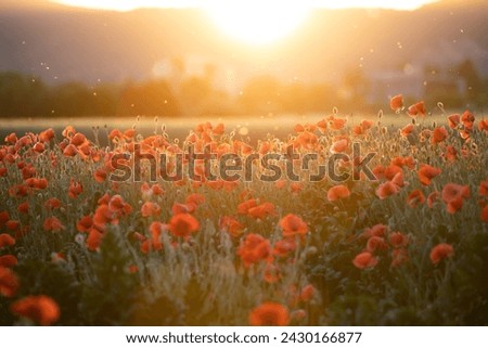 Vivid poppy field - Armistice or Remembrance day concept