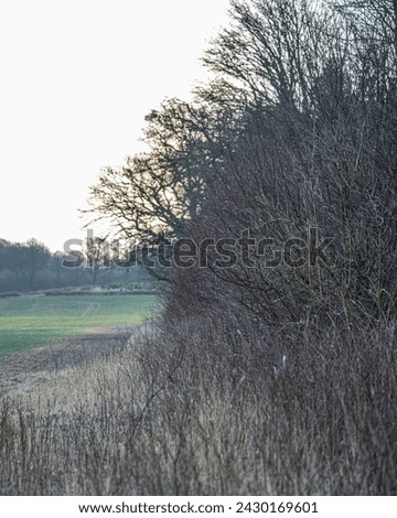 landscape picture a forest edge