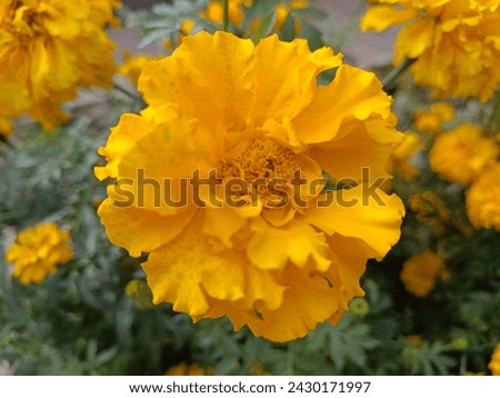 flower, yellow flower,beauty, nature, marigold