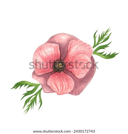 
Watercolor illustration of a pink anemone with leaves,top view isolated on a white background.Drawn by hands