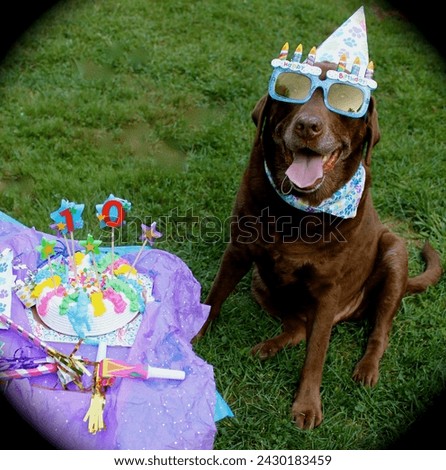 Frisbee the cutest Chocolate lab is so excited to party for his 10th birthday posing with huge smile wearing a birthday bandana and party hat and funny glasses next to his birthday cake and candles  Royalty-Free Stock Photo #2430183459