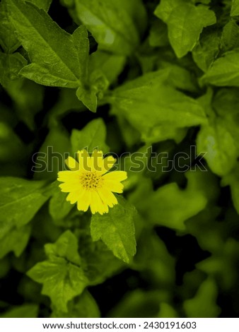 beautiful yellow color flower All flowers and leaves have a transparent background, making them easy to just pop in where you need them!

Each dahlia flower and leaf image is about 6″ when printed att