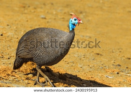 Guineafowl on the ground in Kruger National Park, South Africa. Pet speckled hen or original fowl. Helmeted Guineafowl species of Numididae family. Royalty-Free Stock Photo #2430195913