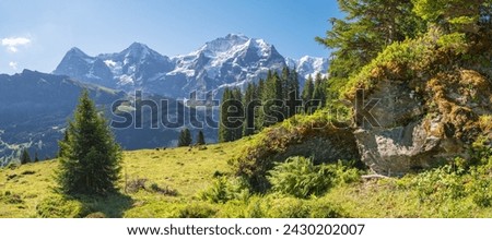 The Bernese alps with the Jungfrau, Monch and Eiger peaks over the alps meadows. Royalty-Free Stock Photo #2430202007