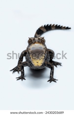 Smooth-fronted Caiman (Paleosuchus trigonatus), also known as Schneider's Dwarf Caiman, is a small crocodilian from South America.  Royalty-Free Stock Photo #2430203689