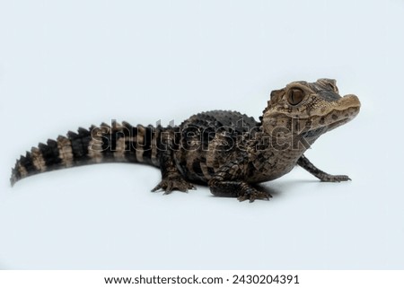 Cuvier's Dwarf Caiman (Paleosuchus palpebrosus) is small crocodilian native to South America. Royalty-Free Stock Photo #2430204391