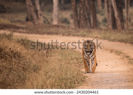 Bengal Tiger - Panthera Tigris tigris, beautiful colored large cat from South Asian forests and woodlands, Nagarahole Tiger Reserve, India. Royalty-Free Stock Photo #2430204461