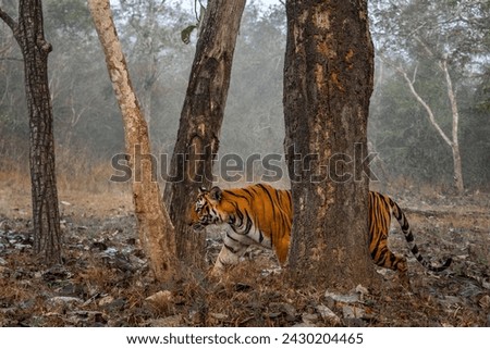 Bengal Tiger - Panthera Tigris tigris, beautiful colored large cat from South Asian forests and woodlands, Nagarahole Tiger Reserve, India. Royalty-Free Stock Photo #2430204465