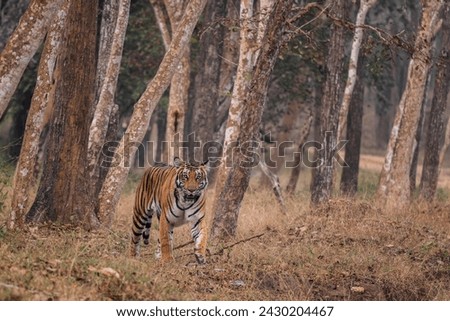 Bengal Tiger - Panthera Tigris tigris, beautiful colored large cat from South Asian forests and woodlands, Nagarahole Tiger Reserve, India. Royalty-Free Stock Photo #2430204467