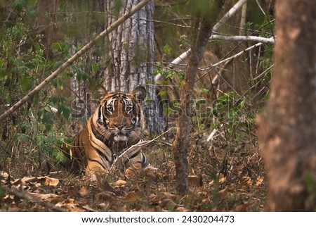 Bengal Tiger - Panthera Tigris tigris, beautiful colored large cat from South Asian forests and woodlands, Nagarahole Tiger Reserve, India. Royalty-Free Stock Photo #2430204473