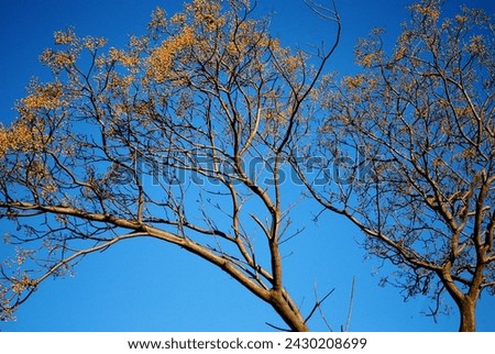 Tree shape with blue sky