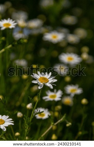 Tripleurospermum maritimum Matricaria maritima is a species of flowering plant in the aster family commonly known as false mayweed or sea mayweed. Royalty-Free Stock Photo #2430210141