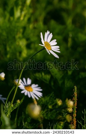 Tripleurospermum maritimum Matricaria maritima is a species of flowering plant in the aster family commonly known as false mayweed or sea mayweed. Royalty-Free Stock Photo #2430210143