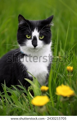 Portrait of a black and white cat in green grass and yellow dandelions.