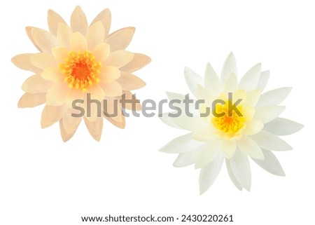 Orange lotus with orange stamens and a white lotus with white stamens as white background picture.flower on clipping path.