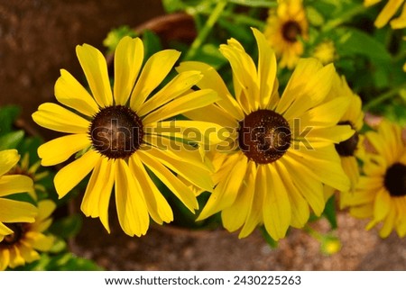 Echinacea paradoxa, the yellow coneflower, Bush's purple coneflower, or Ozark coneflower, is a North American species of flowering plant in the family Asteraceae- black eye susan. Royalty-Free Stock Photo #2430225263