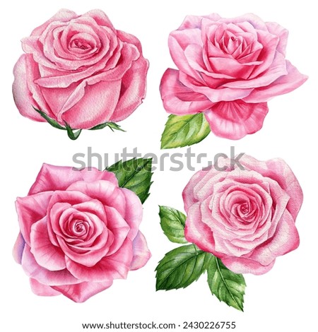 Watercolor roses, set blush spring flower and leaf isolated background. Watercolor hand drawing Botanical painting flora