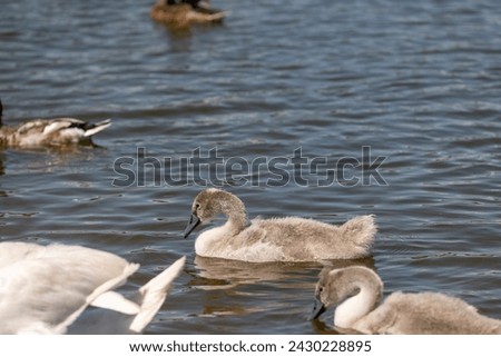 grey chicks of the white sibilant swan with grey down, young small swans with adult swans parents Royalty-Free Stock Photo #2430228895