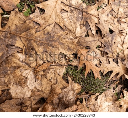 fallen oak foliage in the winter season, dried dark oak foliage after winter Royalty-Free Stock Photo #2430228943