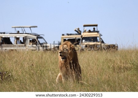 "Majestic lion surveying its domain in Maasai Mara, with other safari vehicles dotting the horizon. This iconic image captures the thrill of wildlife encounters on African safaris. Download now.."
