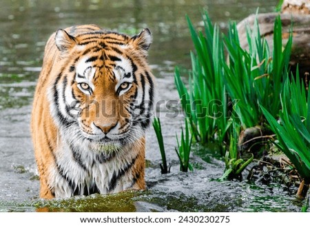 A Beutifull tiger picture hd