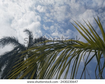  beautiful plant blue Sky picture