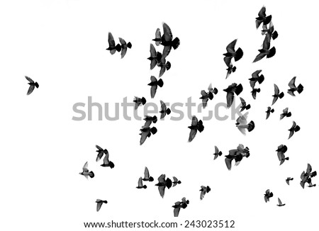 Silhouettes of pigeons. Many birds flying in the sky. Motion blur Royalty-Free Stock Photo #243023512